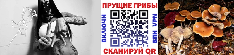 Псилоцибиновые грибы прущие грибы  Купить  Чудово 